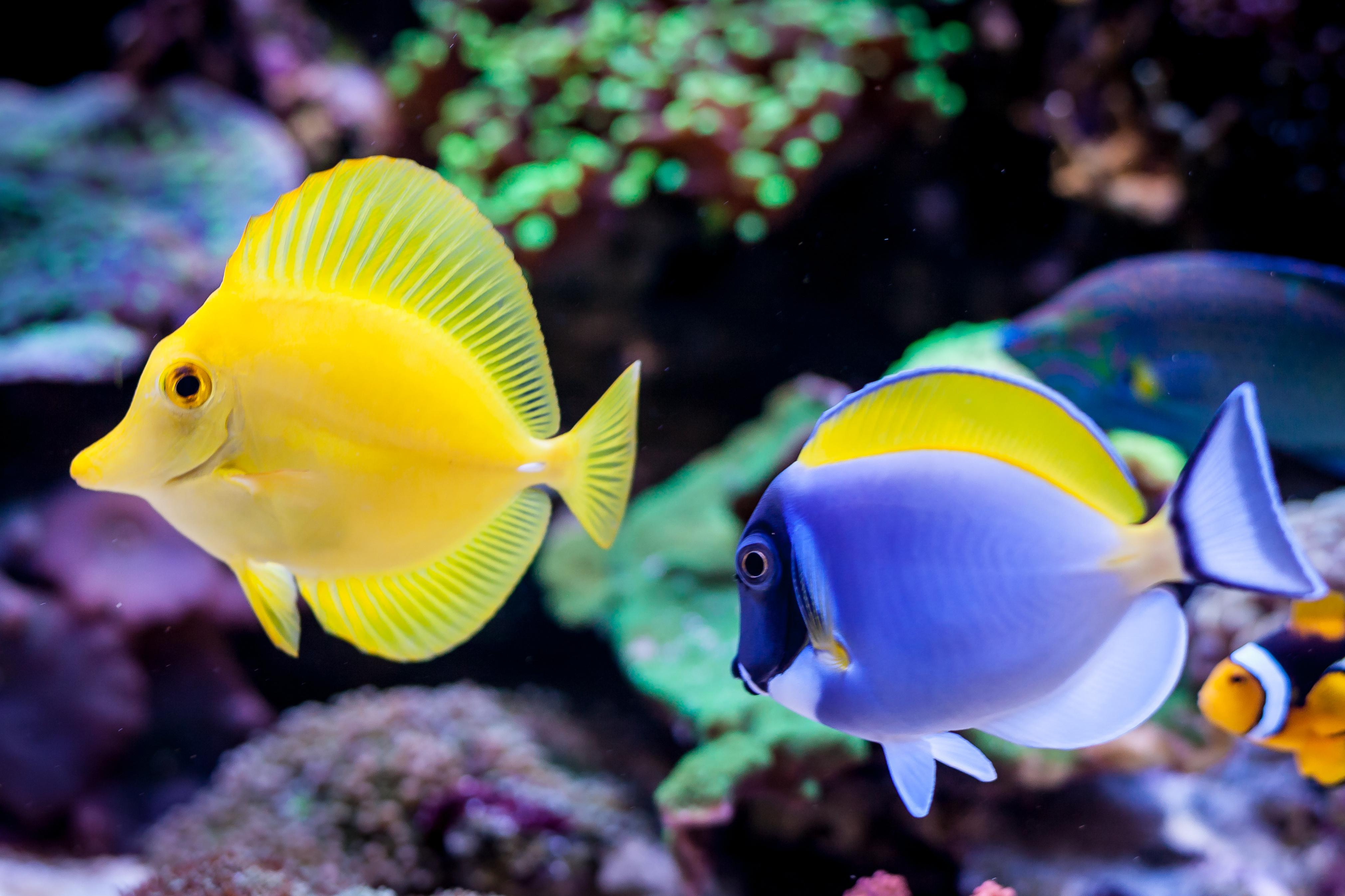 Vannes : Aquarium